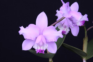 C. Walkerinter Sunset Valley Orchids